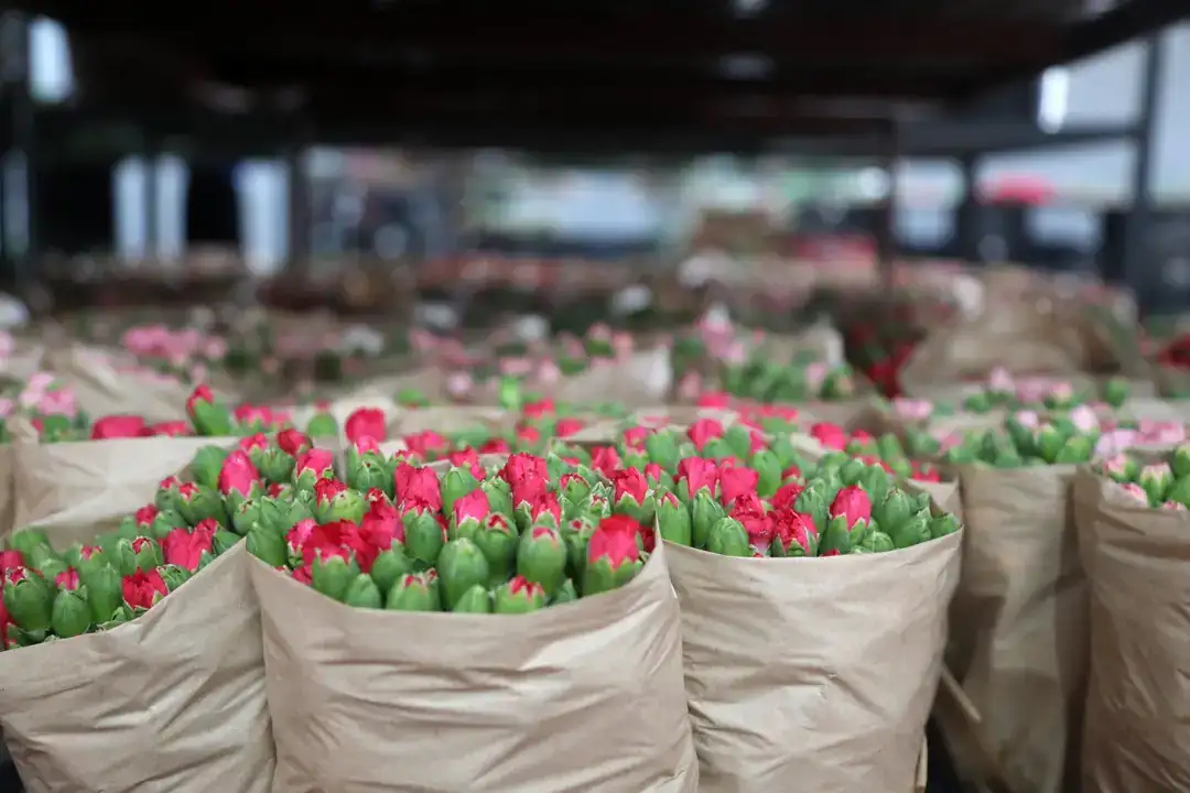 Antalya'dan Dünyaya Aşk Sevkiyatı 7